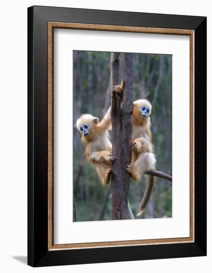 China. Wild snub-nosed monkey babies.-Jaynes Gallery-Framed Photographic Print