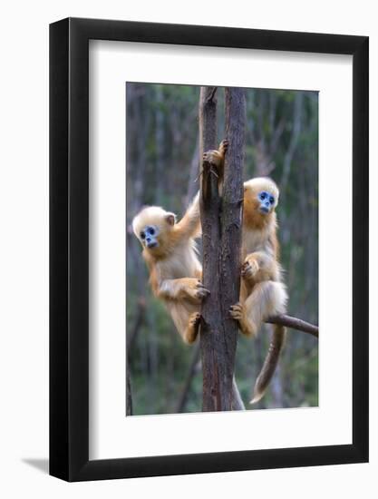 China. Wild snub-nosed monkey babies.-Jaynes Gallery-Framed Photographic Print