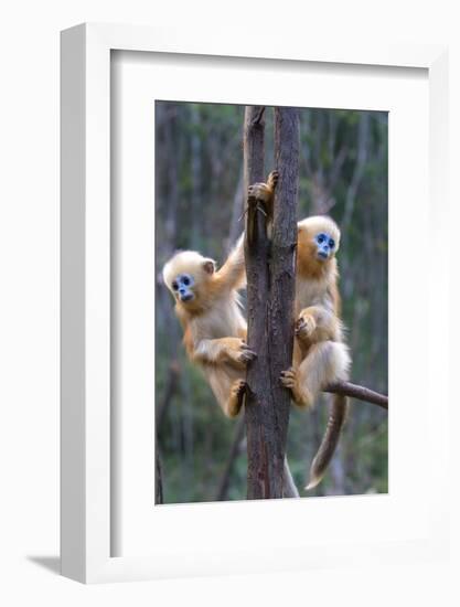 China. Wild snub-nosed monkey babies.-Jaynes Gallery-Framed Photographic Print