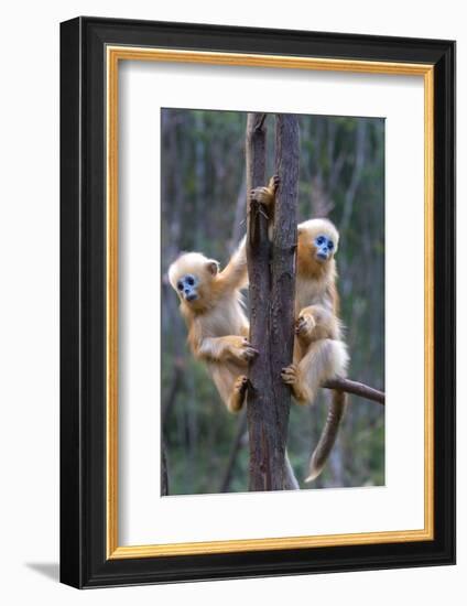 China. Wild snub-nosed monkey babies.-Jaynes Gallery-Framed Photographic Print