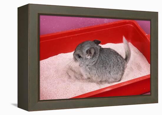 Chinchilla Baby in Sand Tray, Bathing to Help-null-Framed Premier Image Canvas