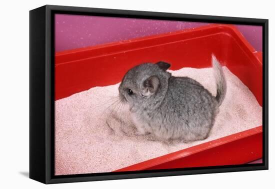 Chinchilla Baby in Sand Tray, Bathing to Help-null-Framed Premier Image Canvas