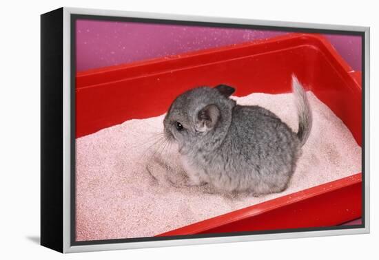 Chinchilla Baby in Sand Tray, Bathing to Help-null-Framed Premier Image Canvas