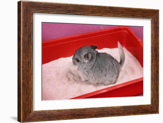 Chinchilla Baby in Sand Tray, Bathing to Help-null-Framed Photographic Print