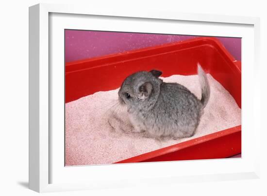 Chinchilla Baby in Sand Tray, Bathing to Help-null-Framed Photographic Print