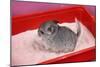 Chinchilla Baby in Sand Tray, Bathing to Help-null-Mounted Photographic Print