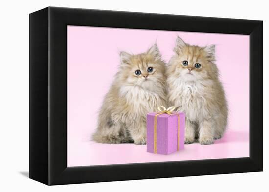 Chinchilla Kittens with Present-null-Framed Premier Image Canvas