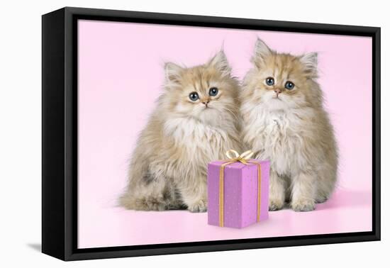 Chinchilla Kittens with Present-null-Framed Premier Image Canvas