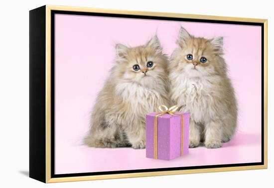 Chinchilla Kittens with Present-null-Framed Premier Image Canvas