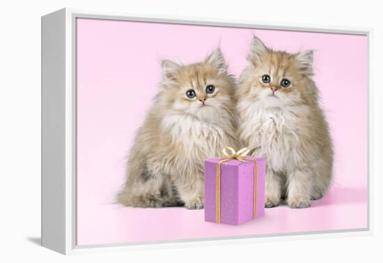 Chinchilla Kittens with Present-null-Framed Premier Image Canvas