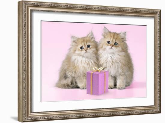 Chinchilla Kittens with Present-null-Framed Photographic Print