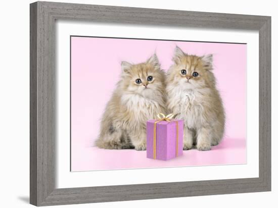 Chinchilla Kittens with Present-null-Framed Photographic Print