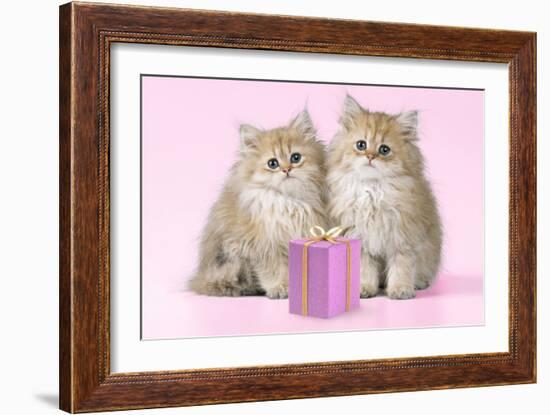Chinchilla Kittens with Present-null-Framed Photographic Print