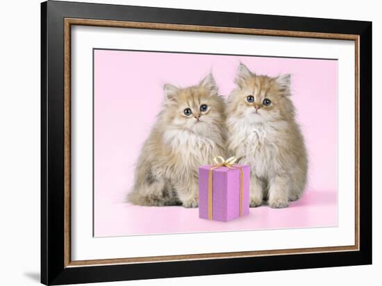 Chinchilla Kittens with Present-null-Framed Photographic Print