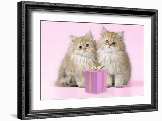 Chinchilla Kittens with Present-null-Framed Photographic Print