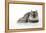 Chincilla X Persian Dark Silver Smoke Cat-null-Framed Premier Image Canvas