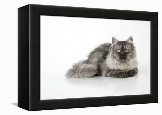 Chincilla X Persian Dark Silver Smoke Cat-null-Framed Premier Image Canvas