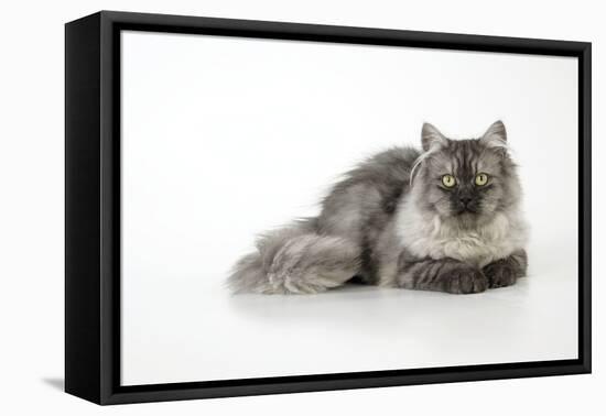 Chincilla X Persian Dark Silver Smoke Cat-null-Framed Premier Image Canvas