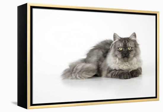 Chincilla X Persian Dark Silver Smoke Cat-null-Framed Premier Image Canvas