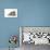 Chincilla X Persian Dark Silver Smoke Cat-null-Photographic Print displayed on a wall
