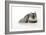 Chincilla X Persian Dark Silver Smoke Cat-null-Framed Photographic Print