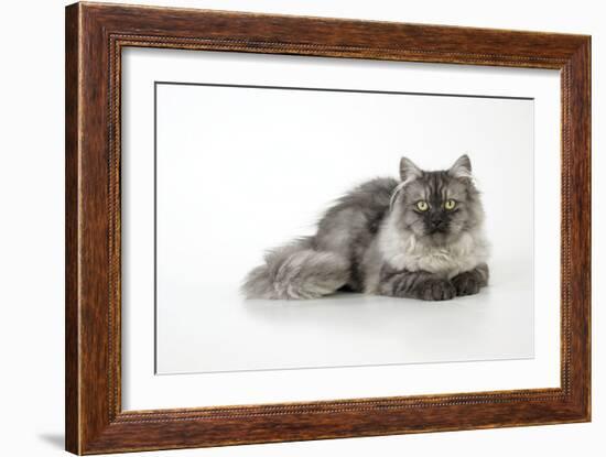 Chincilla X Persian Dark Silver Smoke Cat-null-Framed Photographic Print