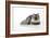 Chincilla X Persian Dark Silver Smoke Cat-null-Framed Photographic Print