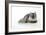 Chincilla X Persian Dark Silver Smoke Cat-null-Framed Photographic Print