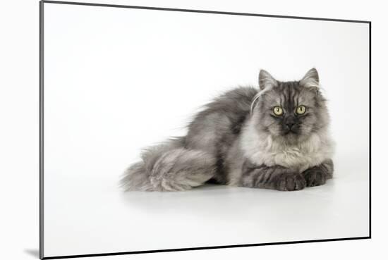 Chincilla X Persian Dark Silver Smoke Cat-null-Mounted Photographic Print