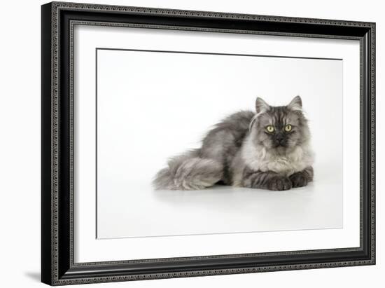 Chincilla X Persian Dark Silver Smoke Cat-null-Framed Photographic Print