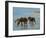 Chincoteague Ponies-Chuck Larivey-Framed Art Print