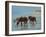 Chincoteague Ponies-Chuck Larivey-Framed Art Print