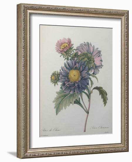 Chinese Aster-Pierre-Joseph Redoute-Framed Art Print