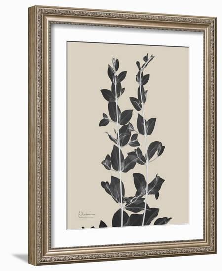 Chinese Bird Plum-Albert Koetsier-Framed Art Print