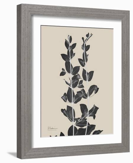 Chinese Bird Plum-Albert Koetsier-Framed Art Print