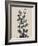 Chinese Bird Plum-Albert Koetsier-Framed Art Print