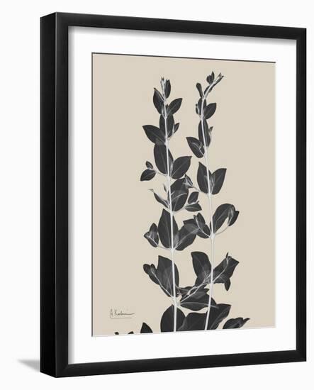 Chinese Bird Plum-Albert Koetsier-Framed Art Print