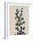 Chinese Bird Plum-Albert Koetsier-Framed Art Print