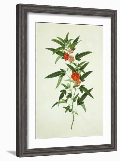 Chinese Botanical Illustration of a Flower, Purplered Pentapetes-null-Framed Giclee Print