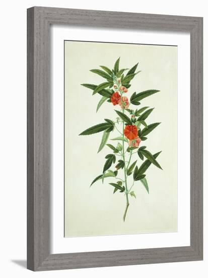 Chinese Botanical Illustration of a Flower, Purplered Pentapetes-null-Framed Giclee Print