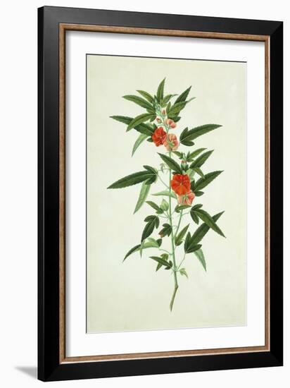 Chinese Botanical Illustration of a Flower, Purplered Pentapetes-null-Framed Giclee Print