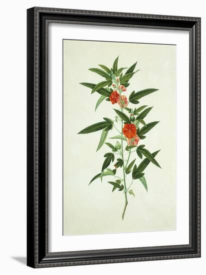 Chinese Botanical Illustration of a Flower, Purplered Pentapetes-null-Framed Giclee Print