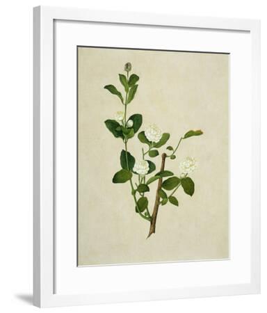 Chinese Botanical Illustration of an Arabian Jasmine--Framed Giclee Print