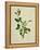 Chinese Botanical Illustration of an Arabian Jasmine-null-Framed Premier Image Canvas