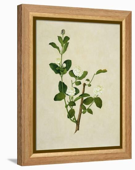 Chinese Botanical Illustration of an Arabian Jasmine-null-Framed Premier Image Canvas