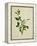 Chinese Botanical Illustration of an Arabian Jasmine-null-Framed Premier Image Canvas