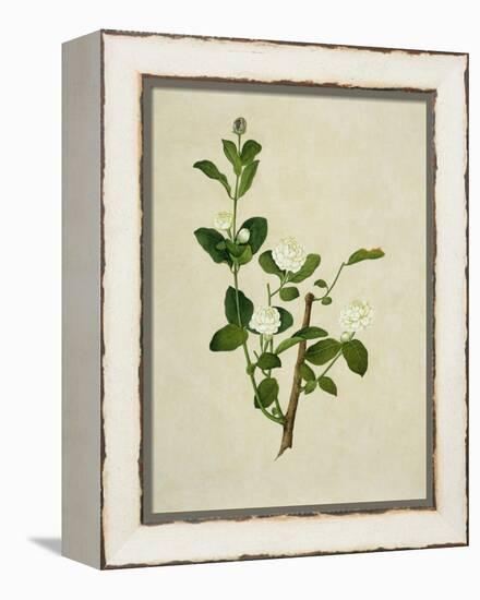 Chinese Botanical Illustration of an Arabian Jasmine-null-Framed Premier Image Canvas