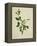 Chinese Botanical Illustration of an Arabian Jasmine-null-Framed Premier Image Canvas