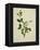 Chinese Botanical Illustration of an Arabian Jasmine-null-Framed Premier Image Canvas