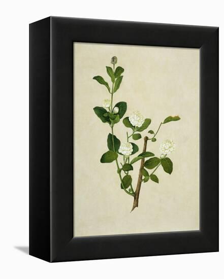 Chinese Botanical Illustration of an Arabian Jasmine-null-Framed Premier Image Canvas